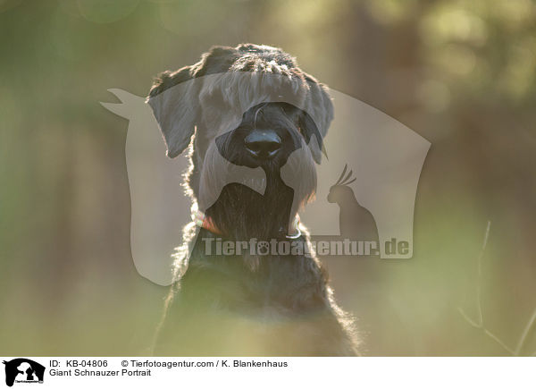 Giant Schnauzer Portrait / KB-04806