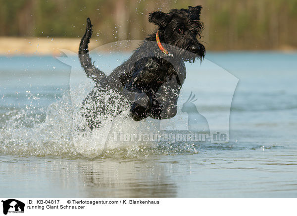 rennender Riesenschnauzer / running Giant Schnauzer / KB-04817