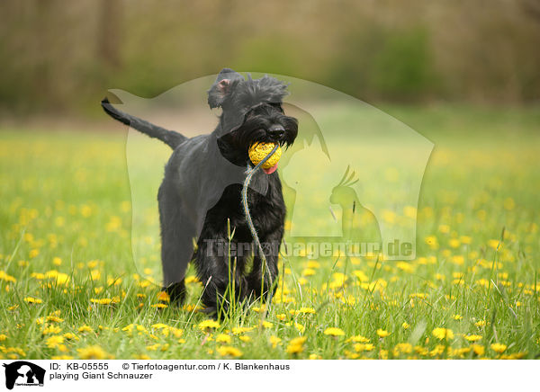 spielender Riesenschnauzer / playing Giant Schnauzer / KB-05555