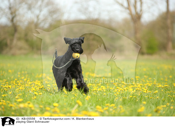 spielender Riesenschnauzer / playing Giant Schnauzer / KB-05556