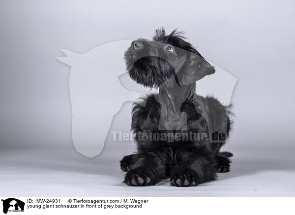 junger Riesenschnauzer vor grauem Hintergrund / young giant schnauzer in front of grey background / MW-24931