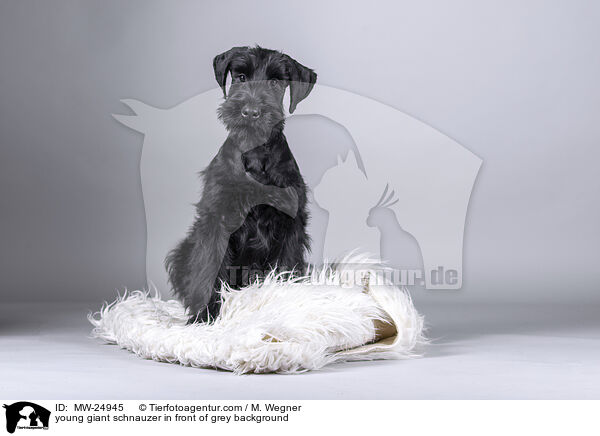 junger Riesenschnauzer vor grauem Hintergrund / young giant schnauzer in front of grey background / MW-24945