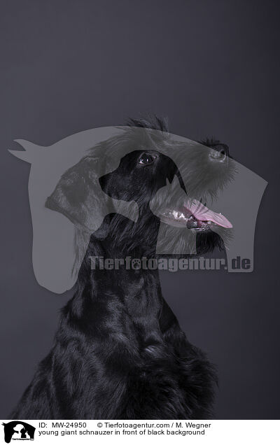 junger Riesenschnauzer vor schwarzem Hintergrund / young giant schnauzer in front of black background / MW-24950