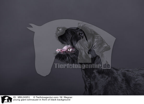 junger Riesenschnauzer vor schwarzem Hintergrund / young giant schnauzer in front of black background / MW-24953