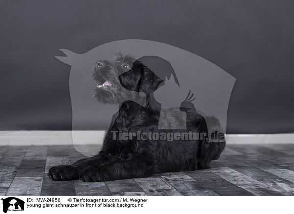 junger Riesenschnauzer vor schwarzem Hintergrund / young giant schnauzer in front of black background / MW-24956