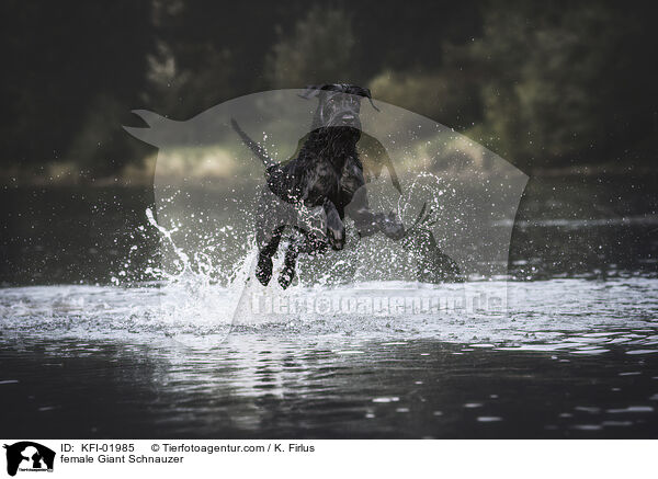 female Giant Schnauzer / KFI-01985