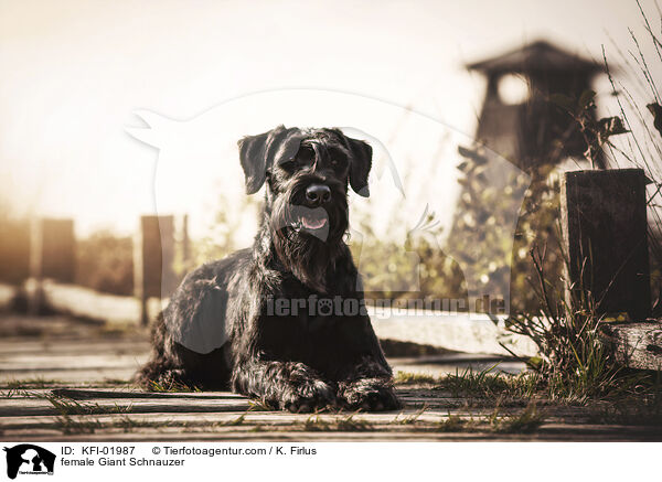 Riesenschnauzer Hndin / female Giant Schnauzer / KFI-01987