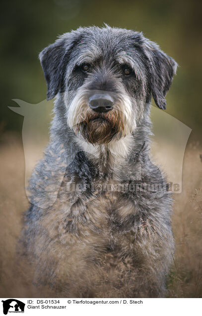 Riesenschnauzer / Giant Schnauzer / DS-01534