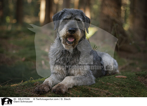 Riesenschnauzer / Giant Schnauzer / DS-01539