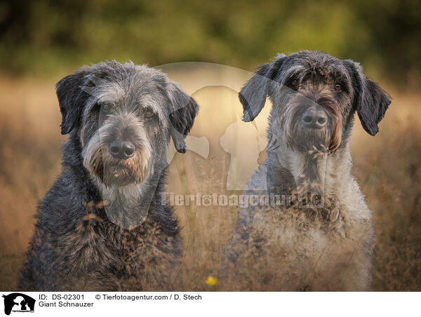 Giant Schnauzer / DS-02301