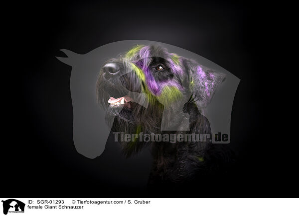 Riesenschnauzer Hndin / female Giant Schnauzer / SGR-01293