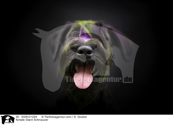 Riesenschnauzer Hndin / female Giant Schnauzer / SGR-01294