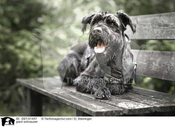 giant schnauzer / DST-01457