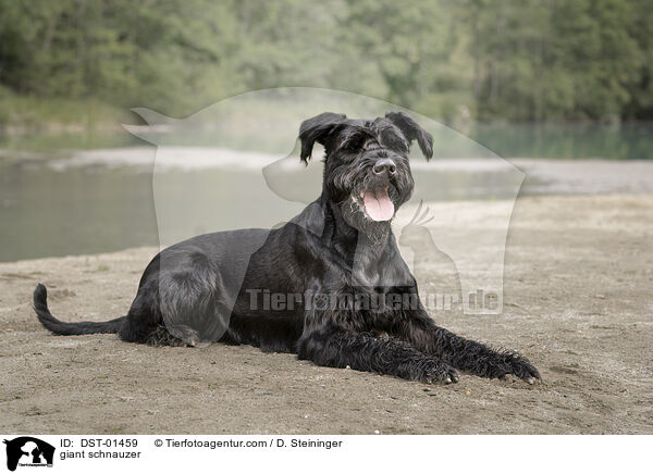 Riesenschnauzer / giant schnauzer / DST-01459