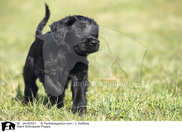 Riesenschnauzer Welpe / Giant Schnauzer Puppy / JH-30321