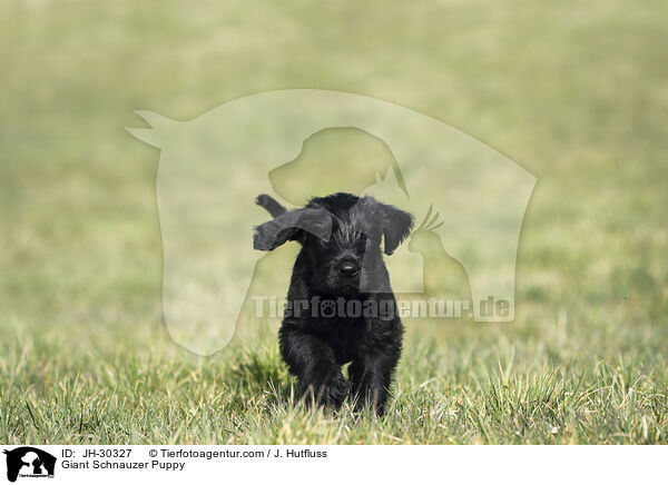 Riesenschnauzer Welpe / Giant Schnauzer Puppy / JH-30327