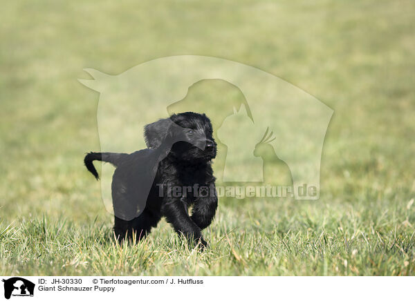 Riesenschnauzer Welpe / Giant Schnauzer Puppy / JH-30330