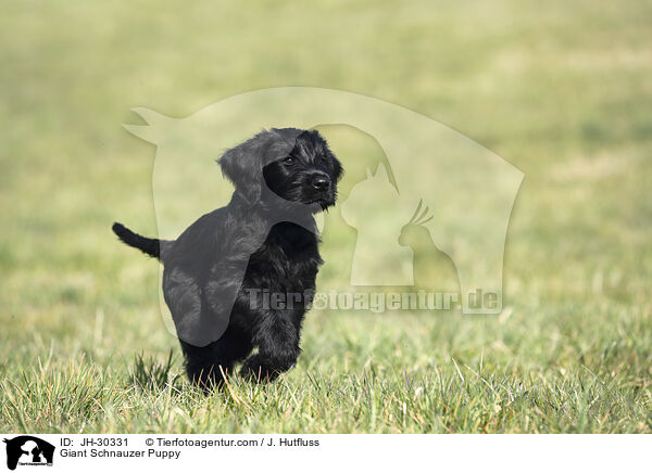 Riesenschnauzer Welpe / Giant Schnauzer Puppy / JH-30331