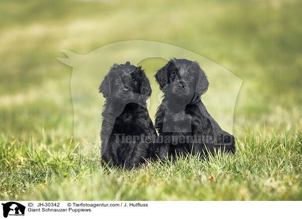 Riesenschnauzer Welpen / Giant Schnauzer Puppiews / JH-30342