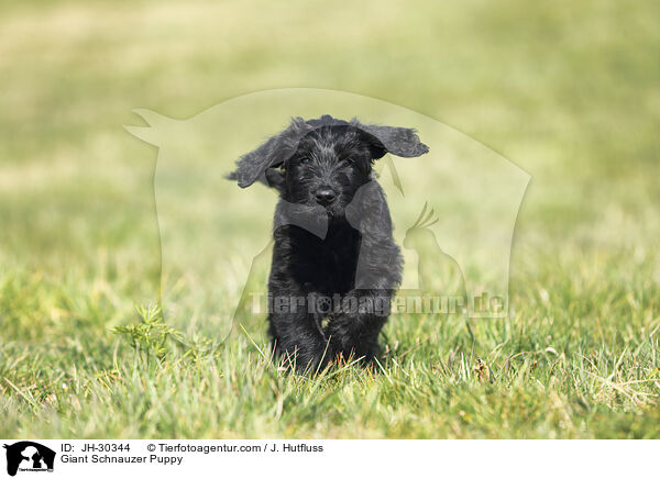 Riesenschnauzer Welpe / Giant Schnauzer Puppy / JH-30344