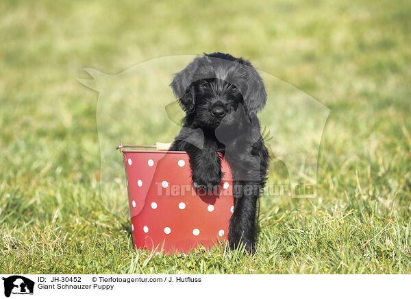 Giant Schnauzer Puppy / JH-30452