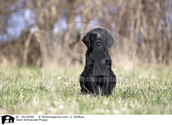 Riesenschnauzer Welpe / Giant Schnauzer Puppy / JH-30456