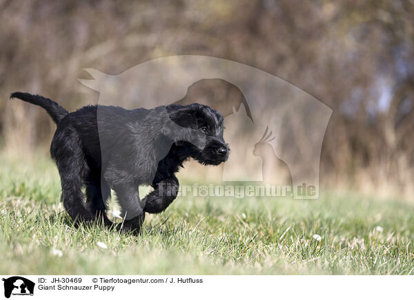 Riesenschnauzer Welpe / Giant Schnauzer Puppy / JH-30469