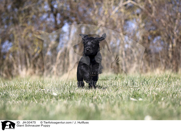 Riesenschnauzer Welpe / Giant Schnauzer Puppy / JH-30475