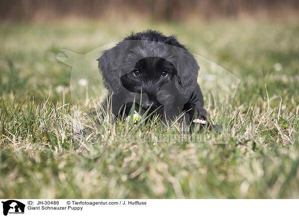 Riesenschnauzer Welpe / Giant Schnauzer Puppy / JH-30486