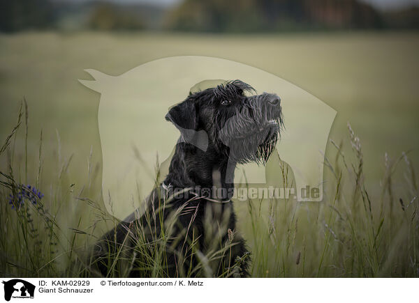 Riesenschnauzer / Giant Schnauzer / KAM-02929