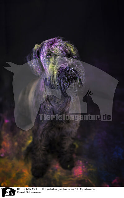 Riesenschnauzer / Giant Schnauzer / JQ-02191