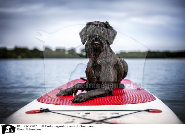 Riesenschnauzer / Giant Schnauzer / JQ-02207