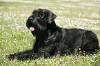 Giant Schnauzer