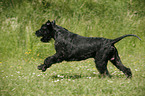 Giant Schnauzer