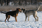 giant schnauzer and mongrel