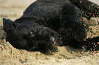 rolling Giant Schnauzer