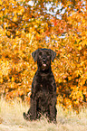 sitting Giant Schnauzer