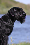 Giant Schnauzer portrait