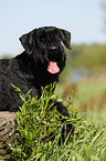 lying Giant Schnauzer