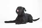 lying Giant Schnauzer