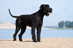 Giant Schnauzer