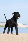 Giant Schnauzer