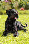 lying Giant Schnauzer