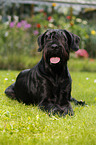 lying Giant Schnauzer