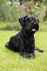 lying Giant Schnauzer