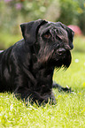 lying Giant Schnauzer