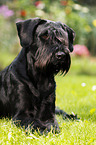 lying Giant Schnauzer