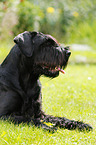 lying Giant Schnauzer