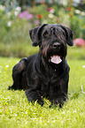 lying Giant Schnauzer