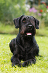 lying Giant Schnauzer